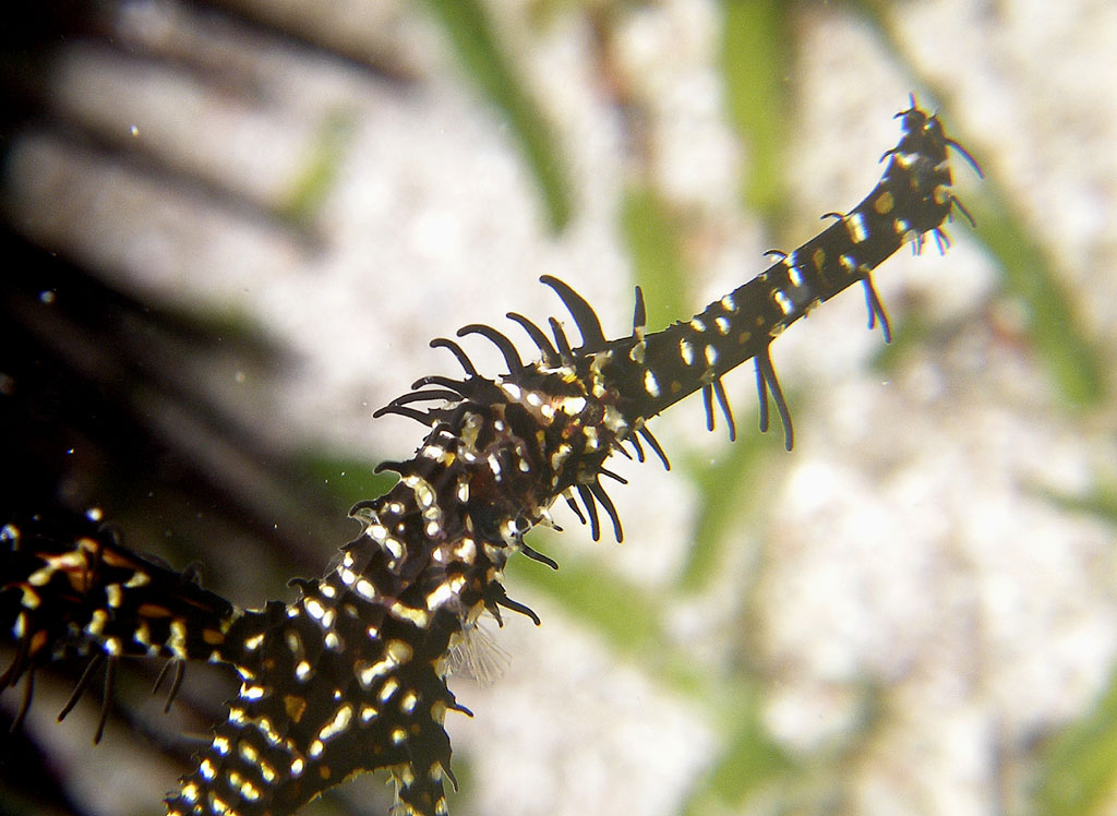 ghost_pipefish2