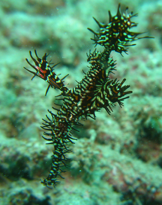 ghostpipefish1