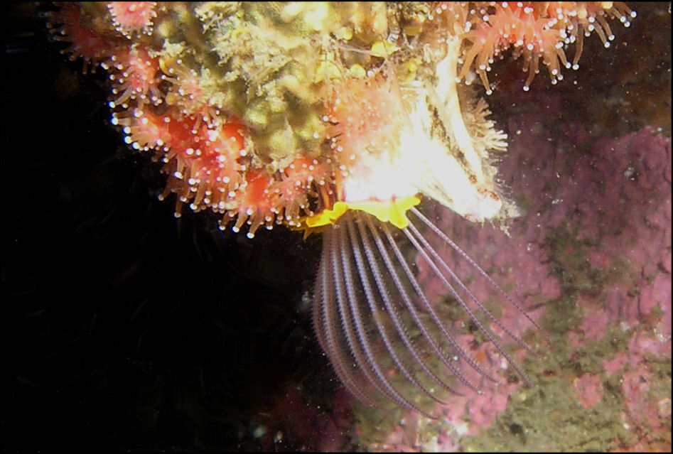 Giant Acorn Barnacle