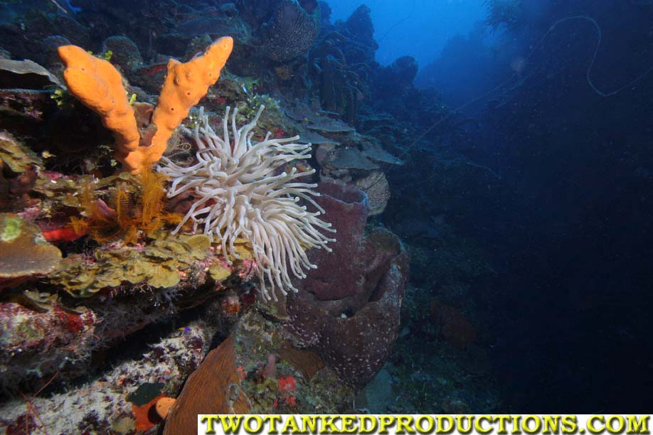 Giant Anemone at North West Point Caicos Islnad