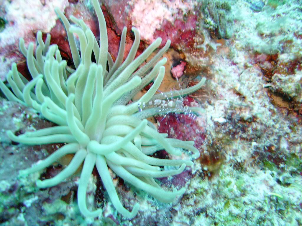 Giant Anemone