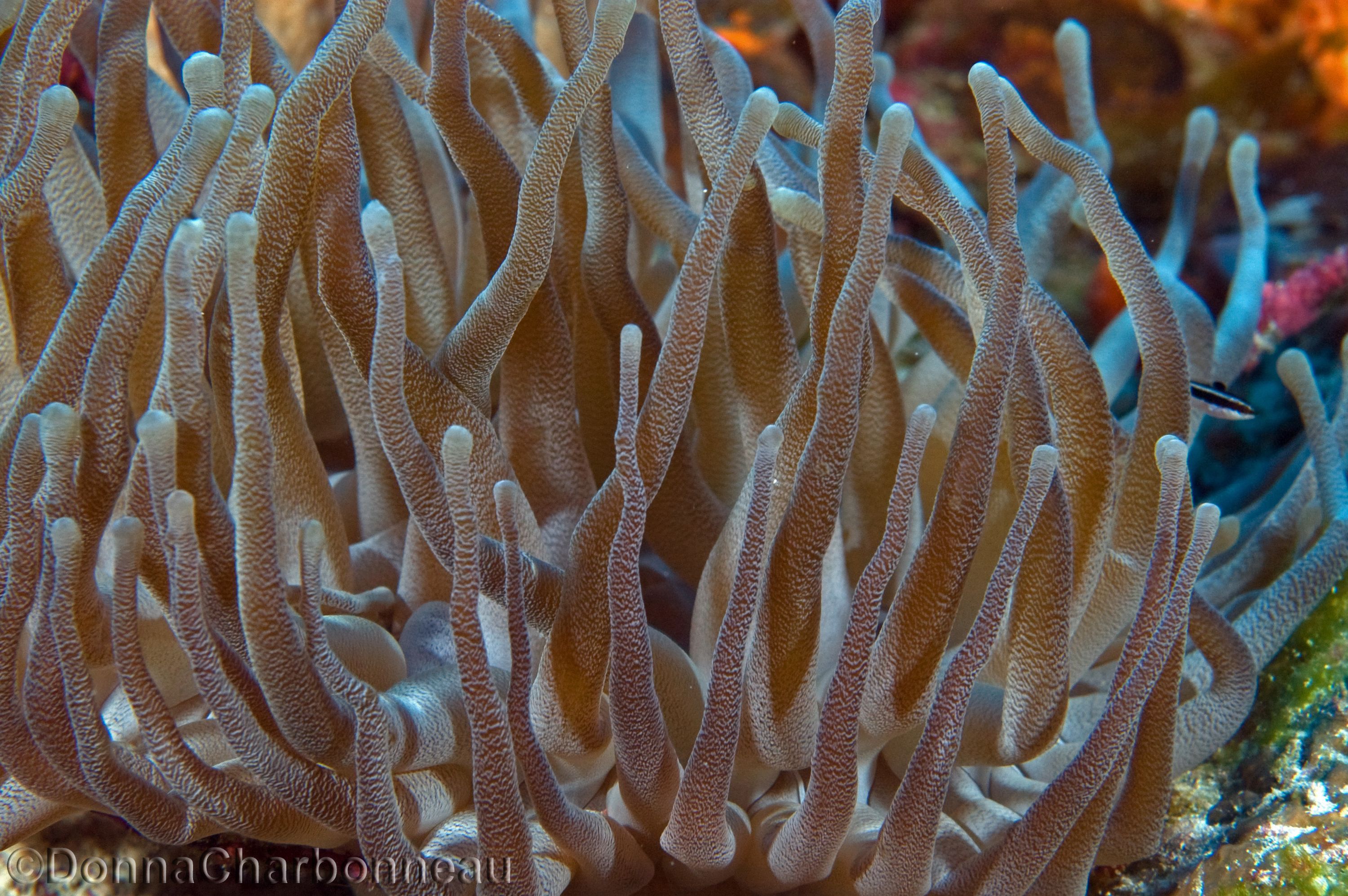 Giant Anenome