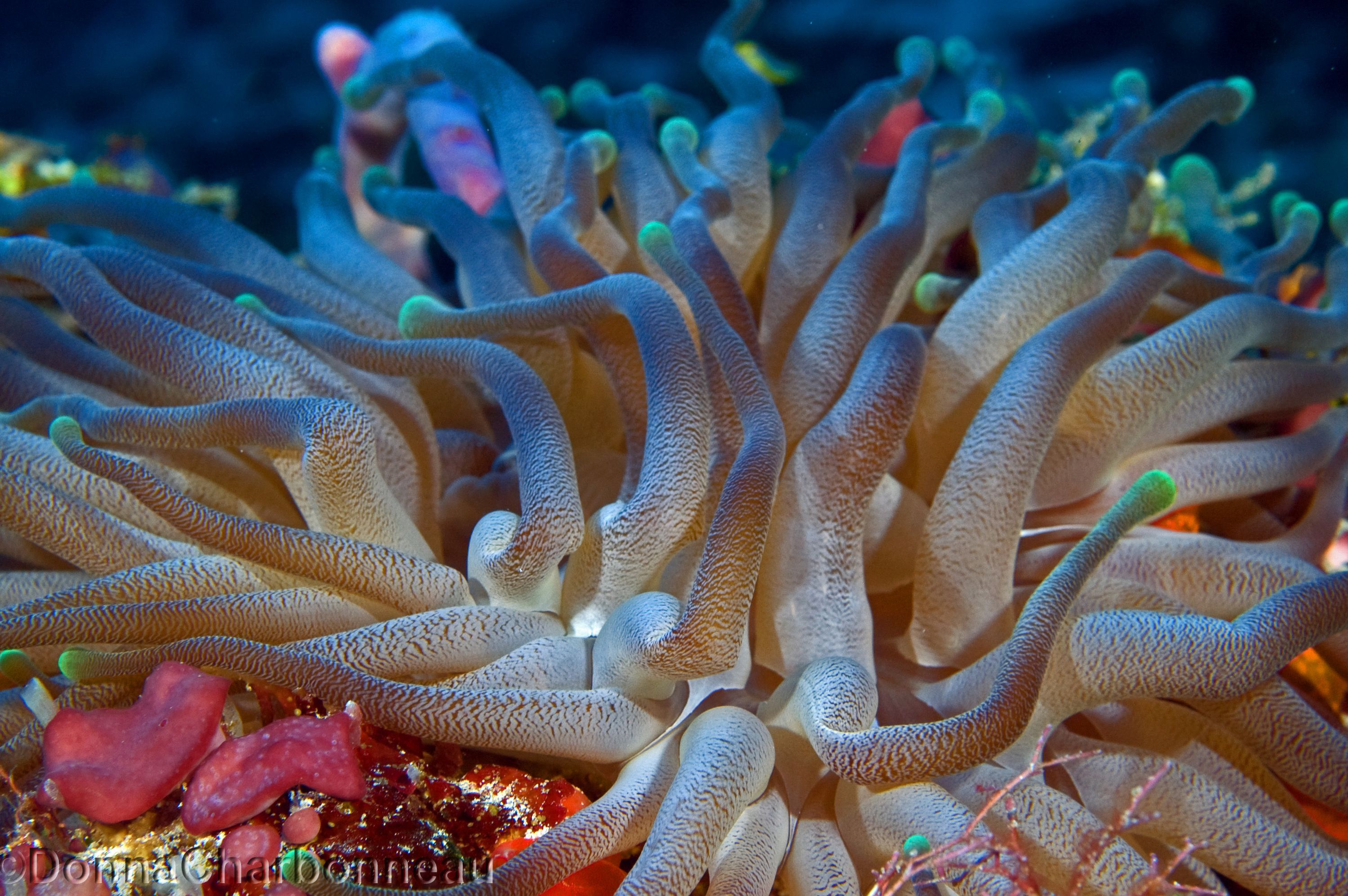 Giant anenome