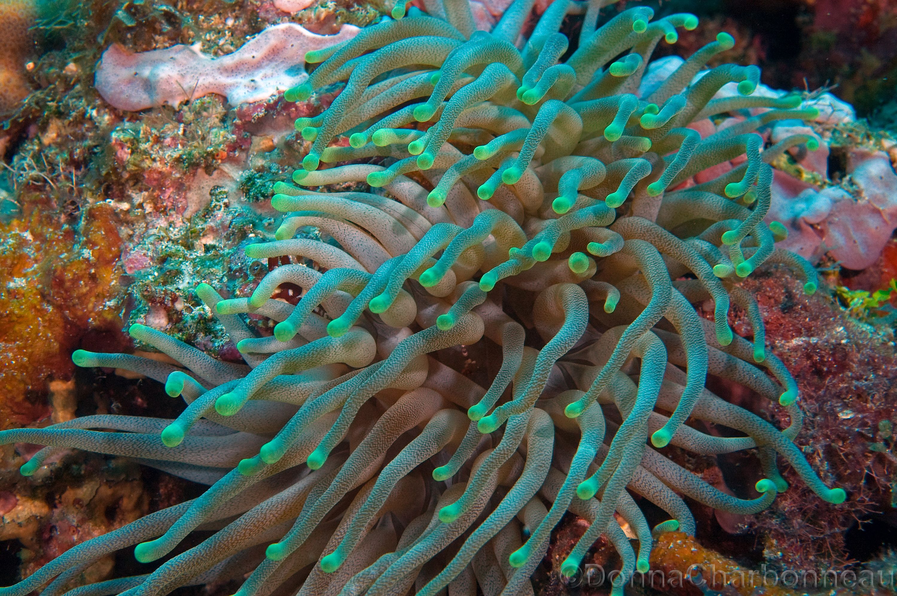 Giant Anenome