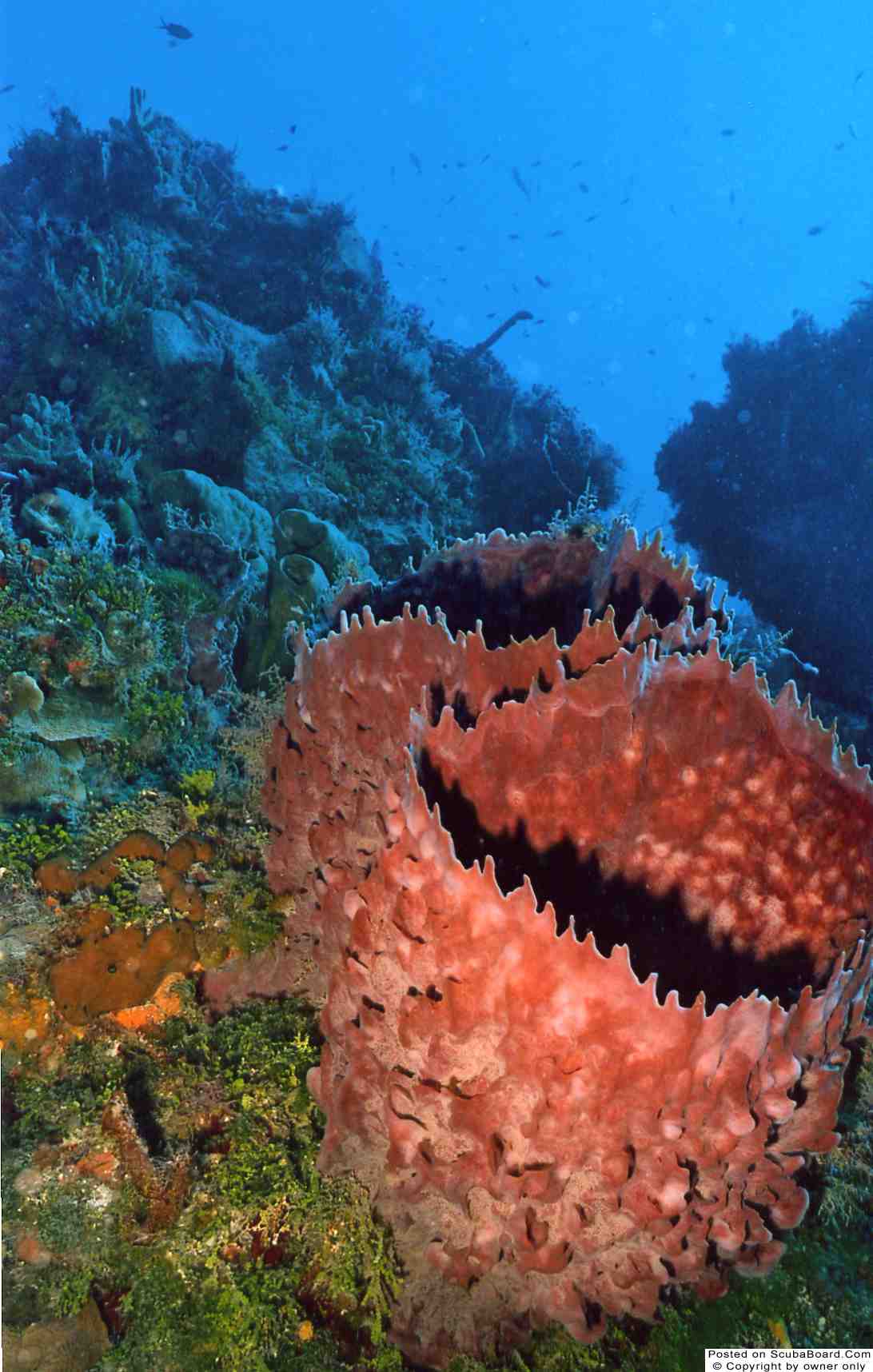 Giant Barrell Sponge