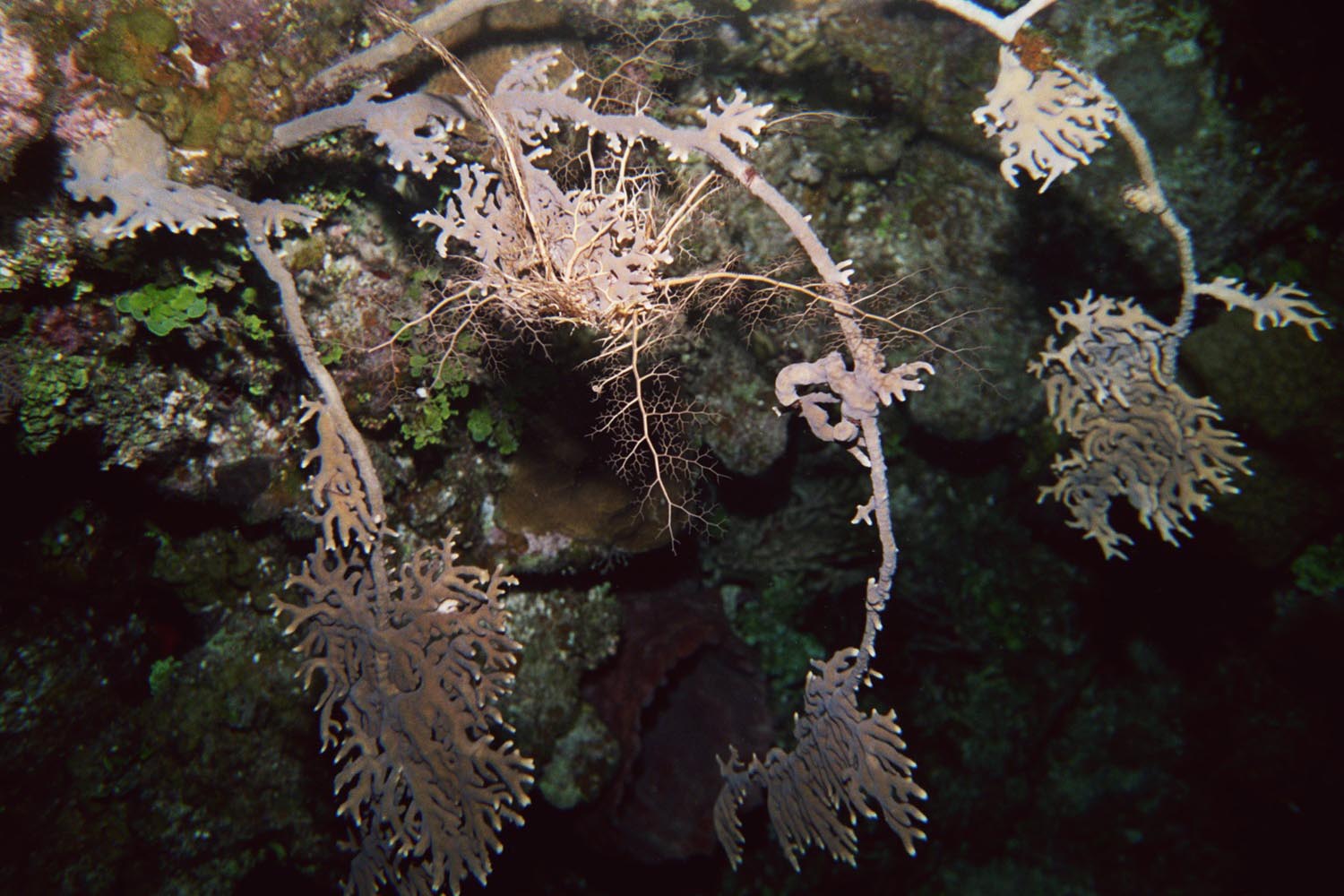 Giant Basket Star - Juvenile