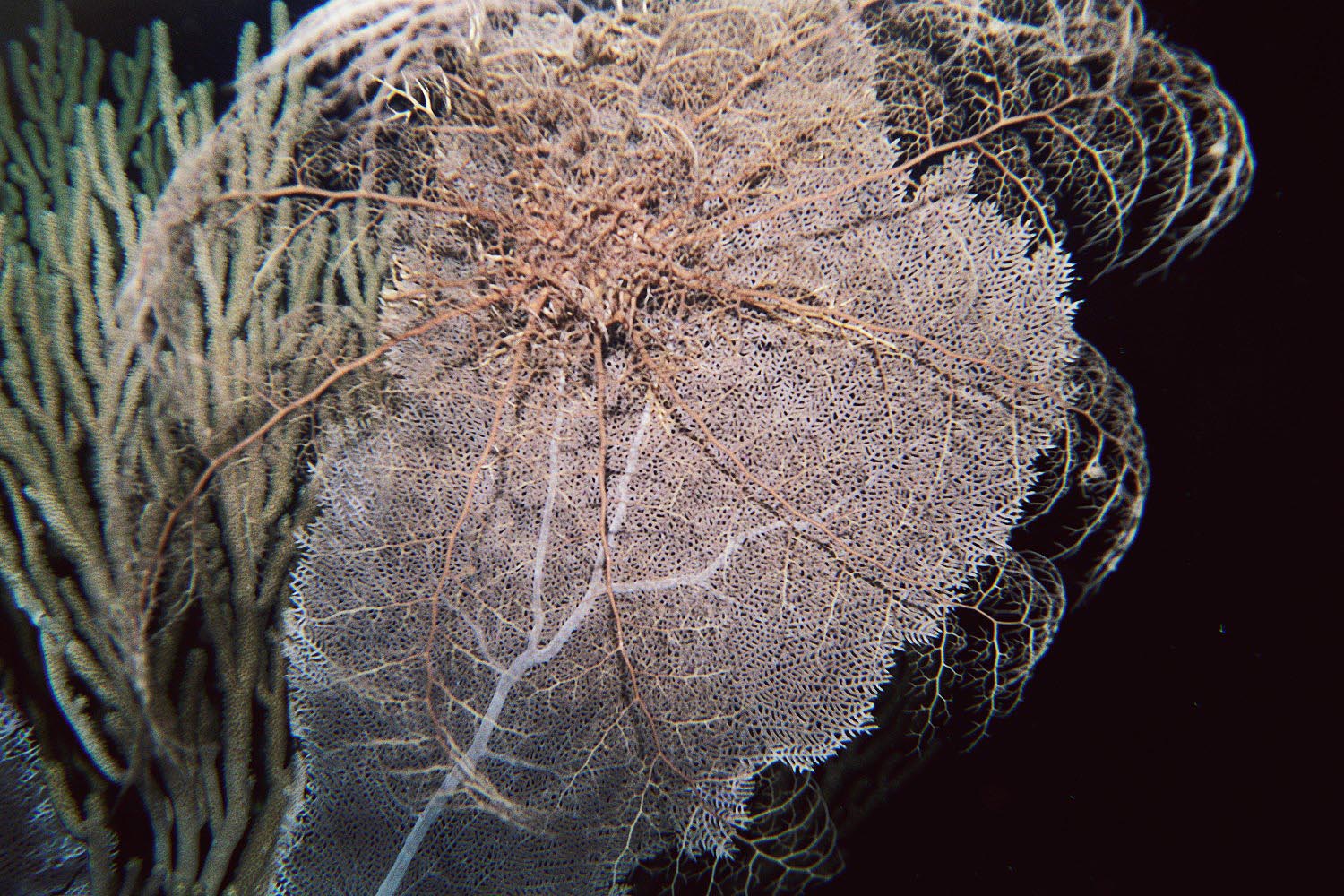 Giant Basket Star