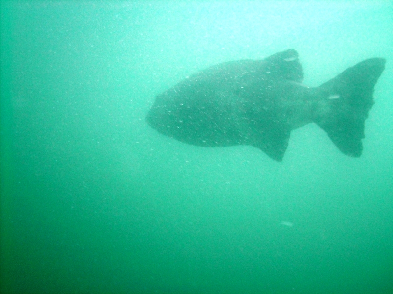 Giant Black Sea Bass - 1