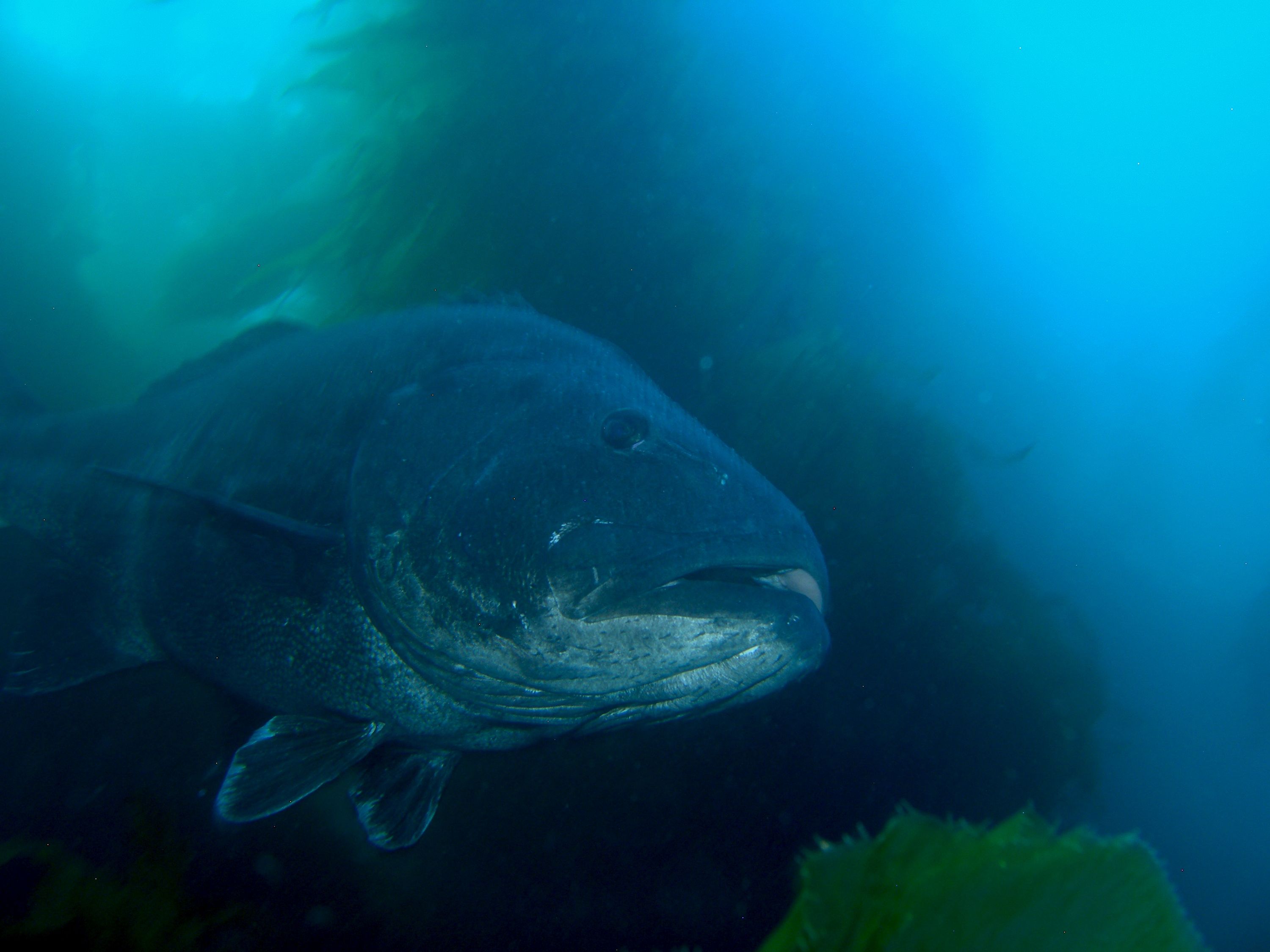 Giant Black Sea Bass