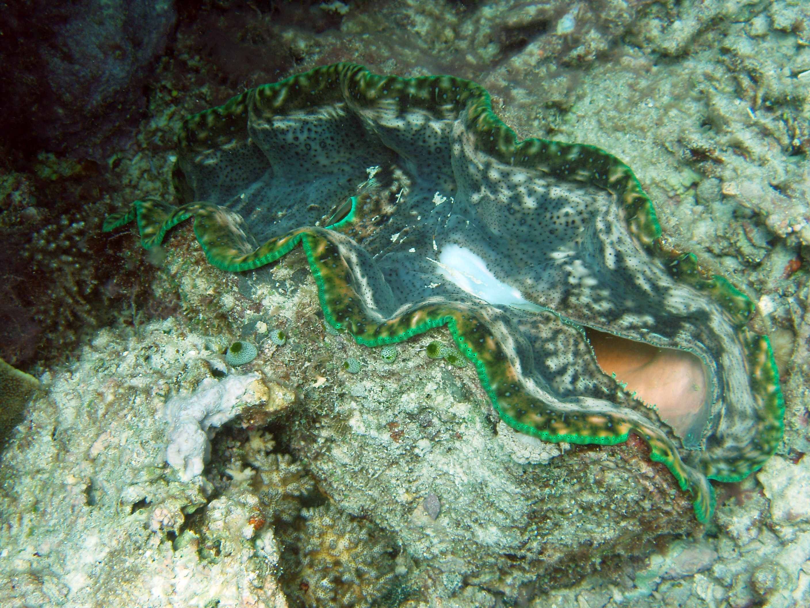 Giant clam 1