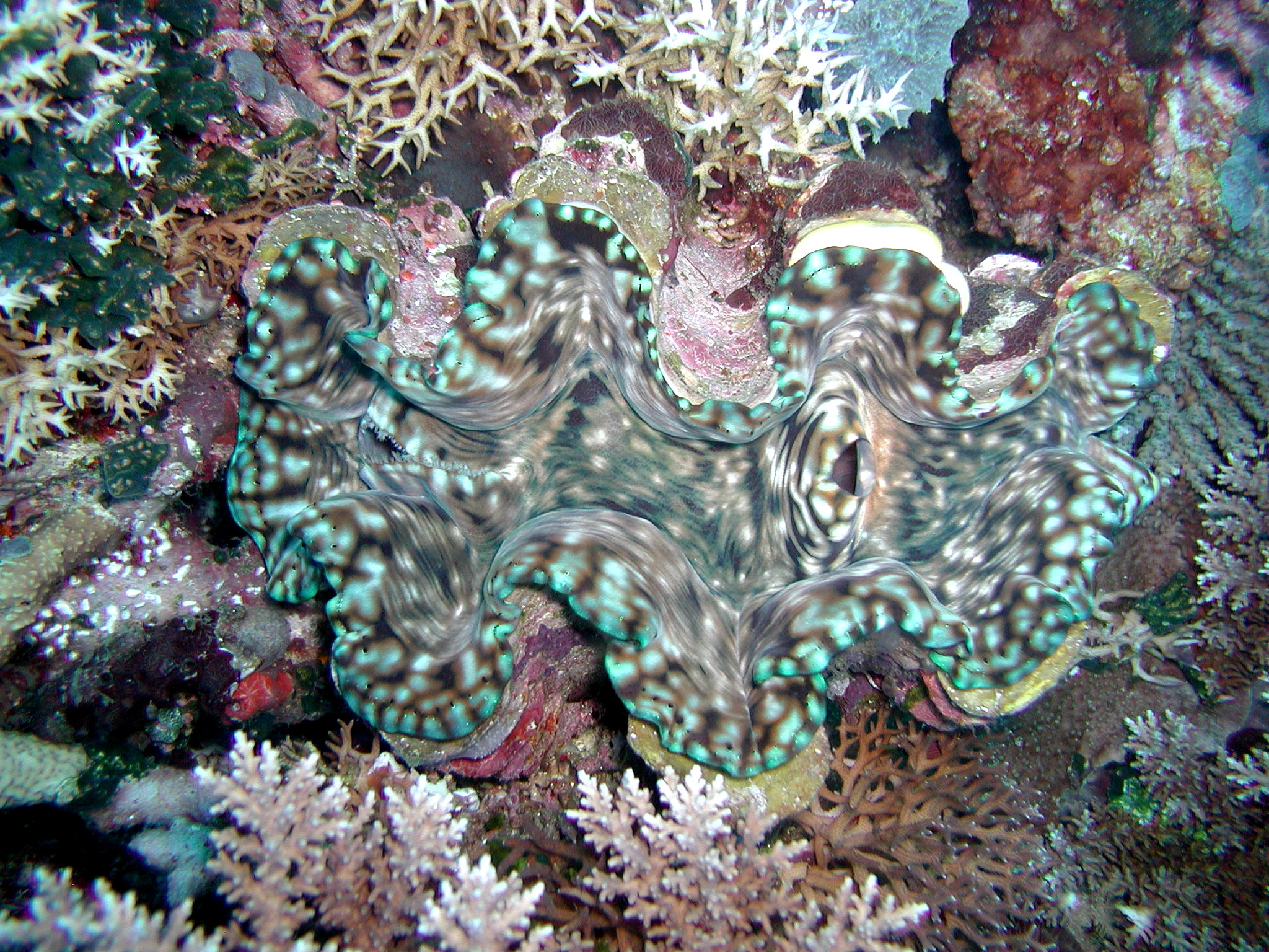 Giant Clam-- 4 ft