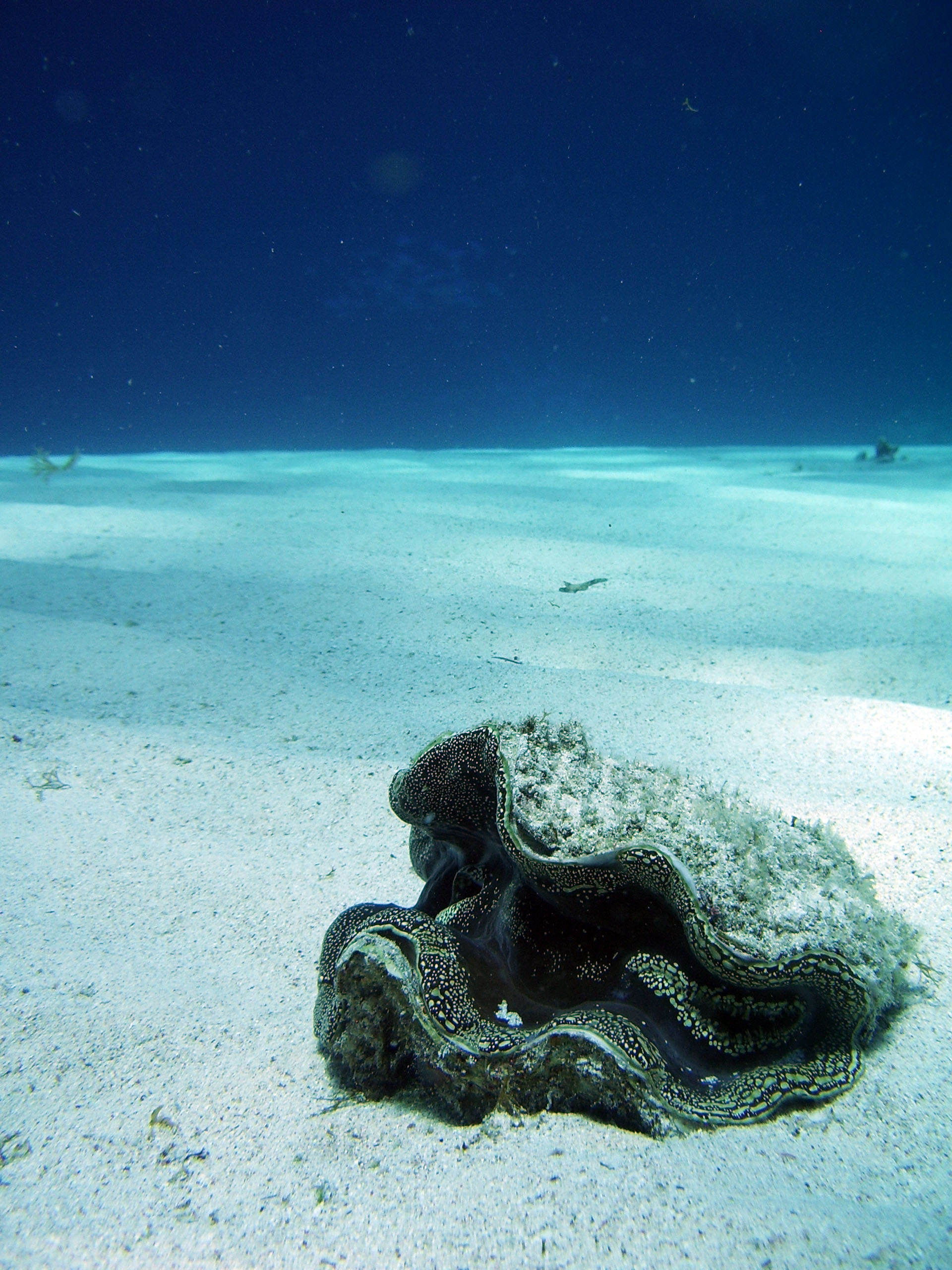 Giant Clam at eel garden