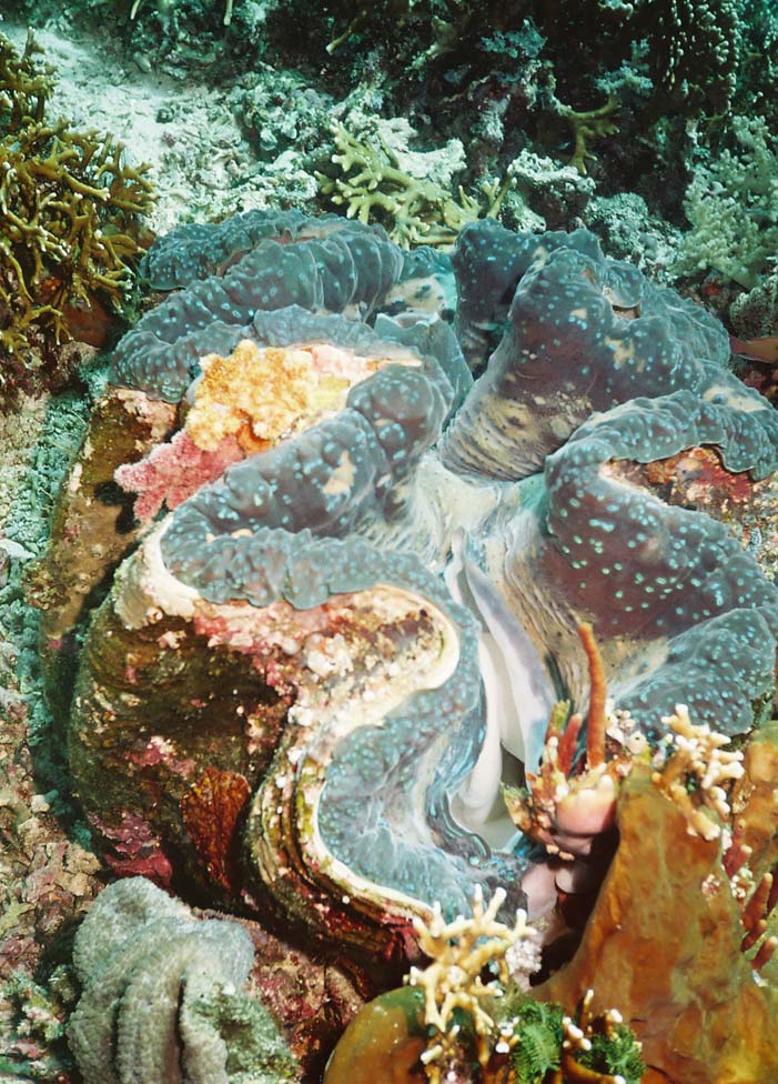 Giant Clam, Komodo