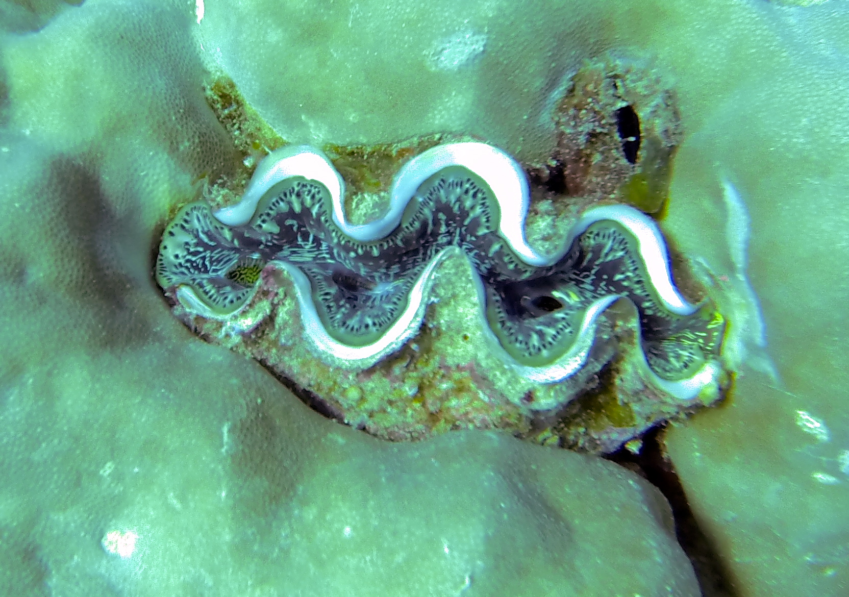 Giant Clam on the Great Barrier Reef