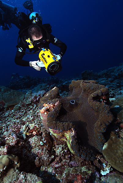 Giant Clam Palau
