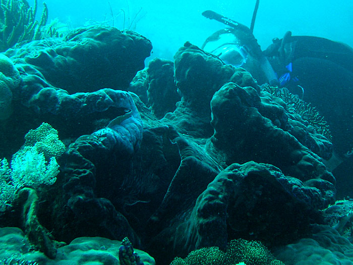 Giant Clam - Tridacna gigas