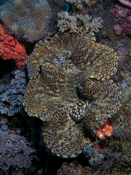 Giant Clam