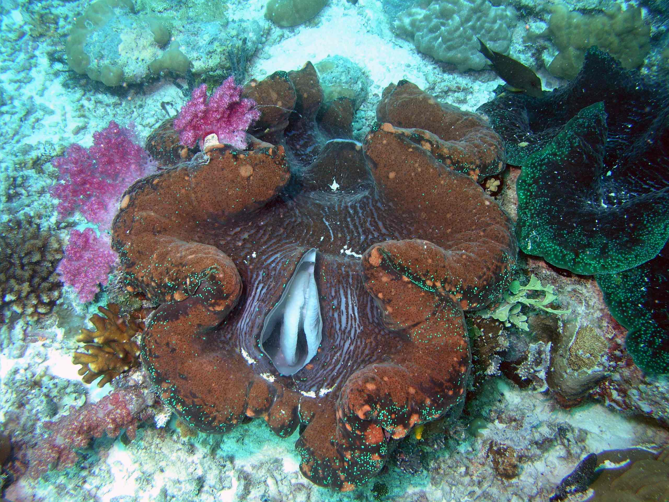 Giant Clam