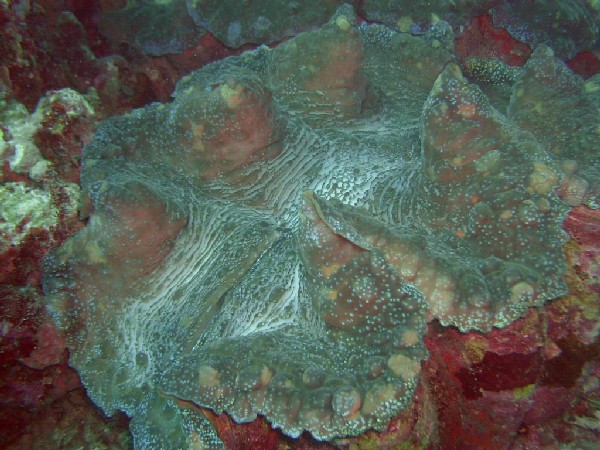 Giant Clam