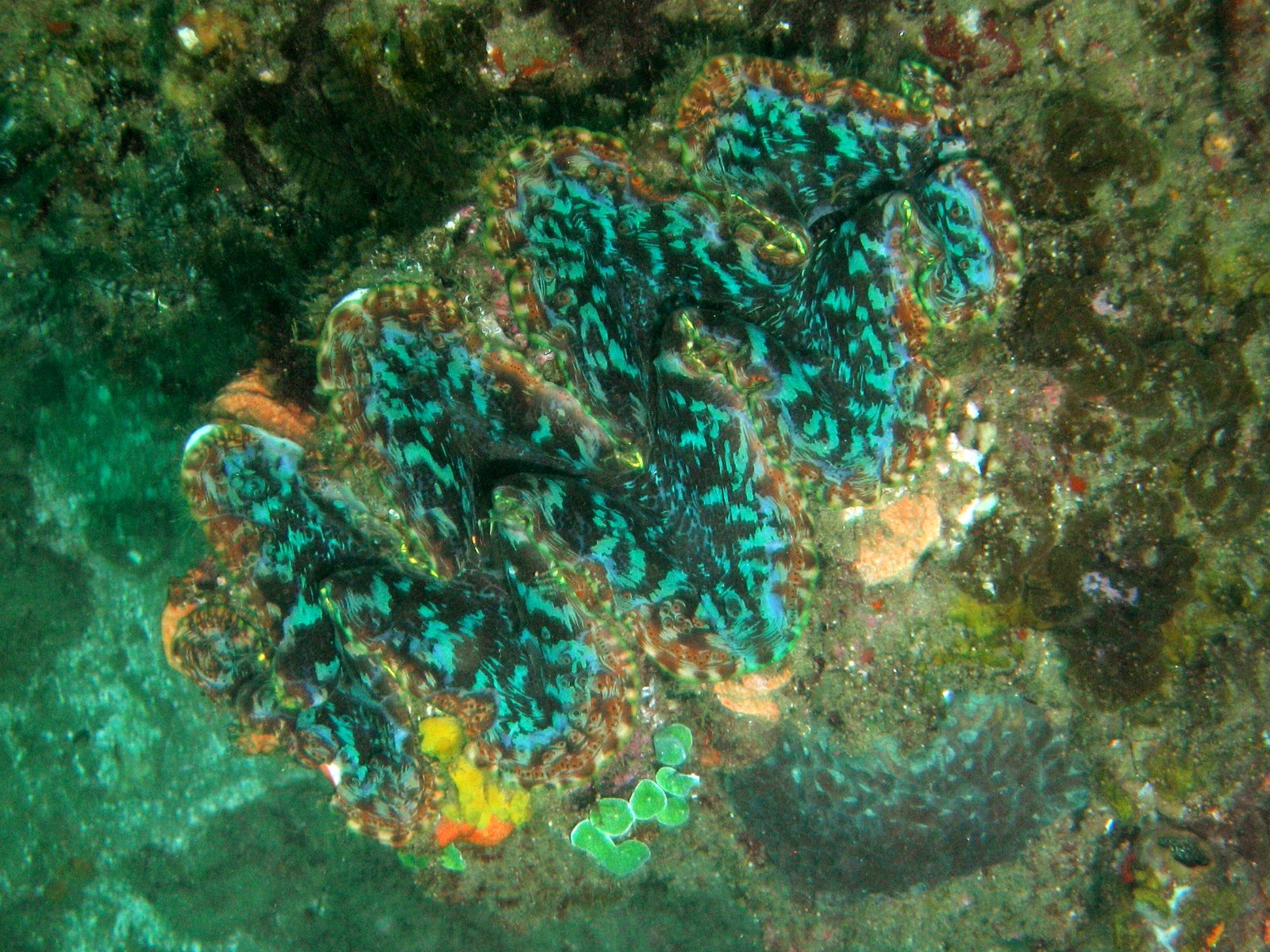 Giant Clam