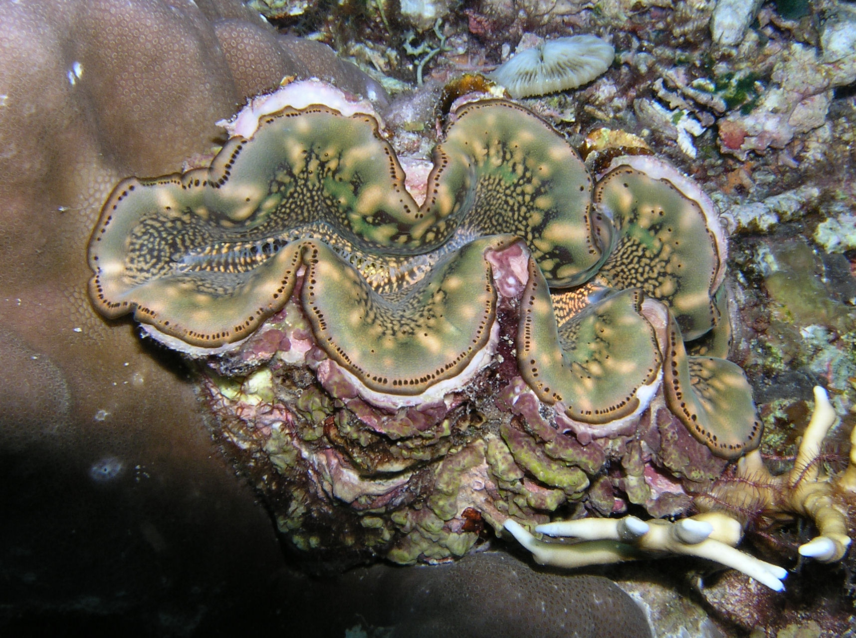 Giant Clam