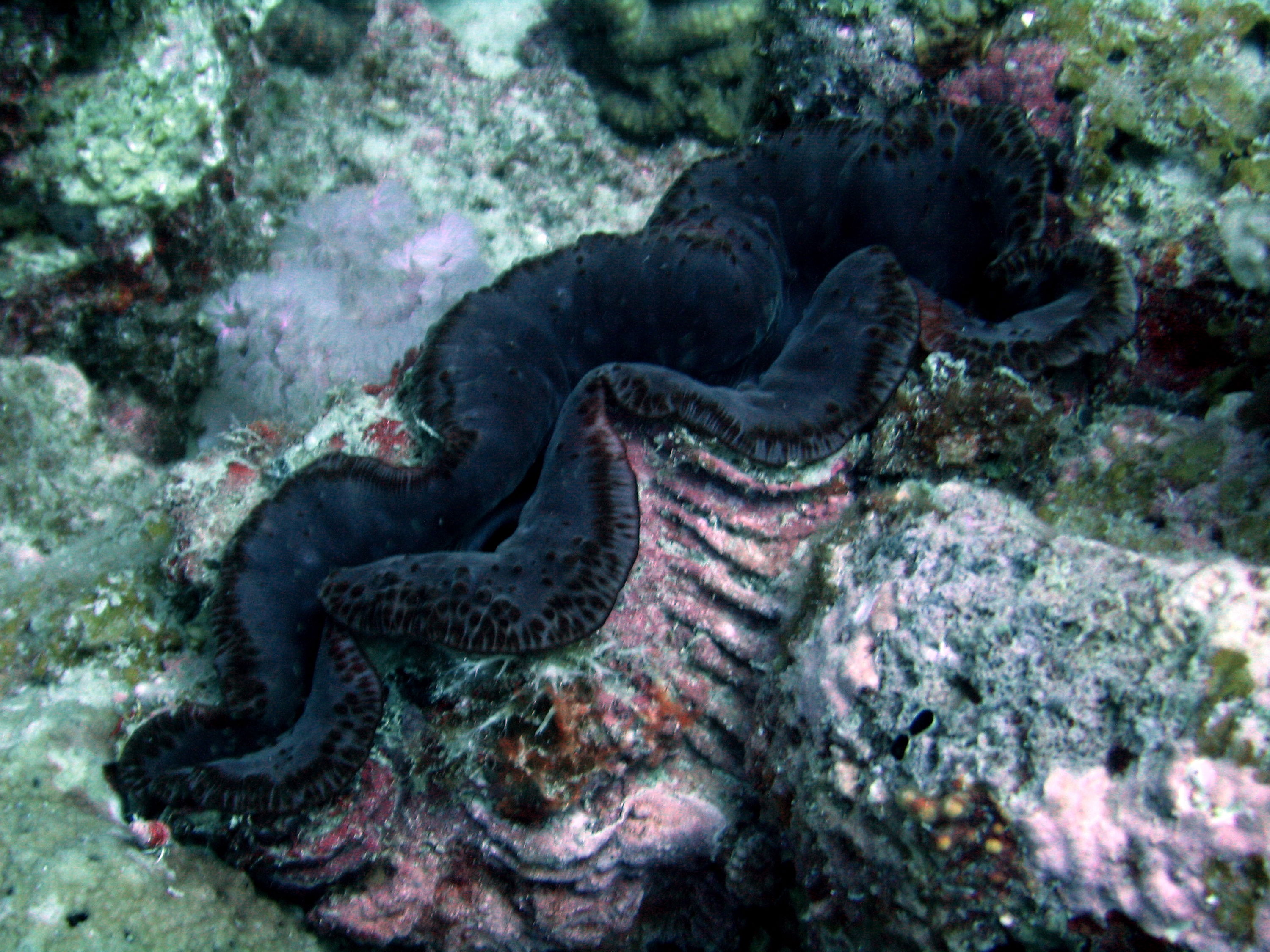 Giant clam