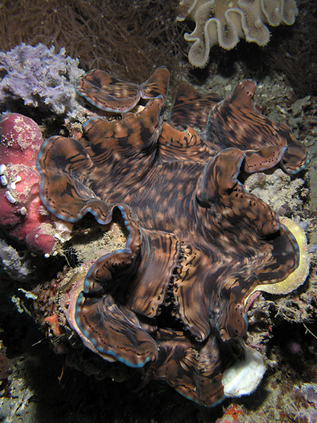 Giant Clam