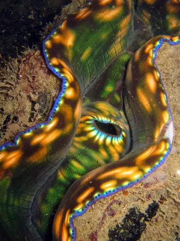 Giant Clam