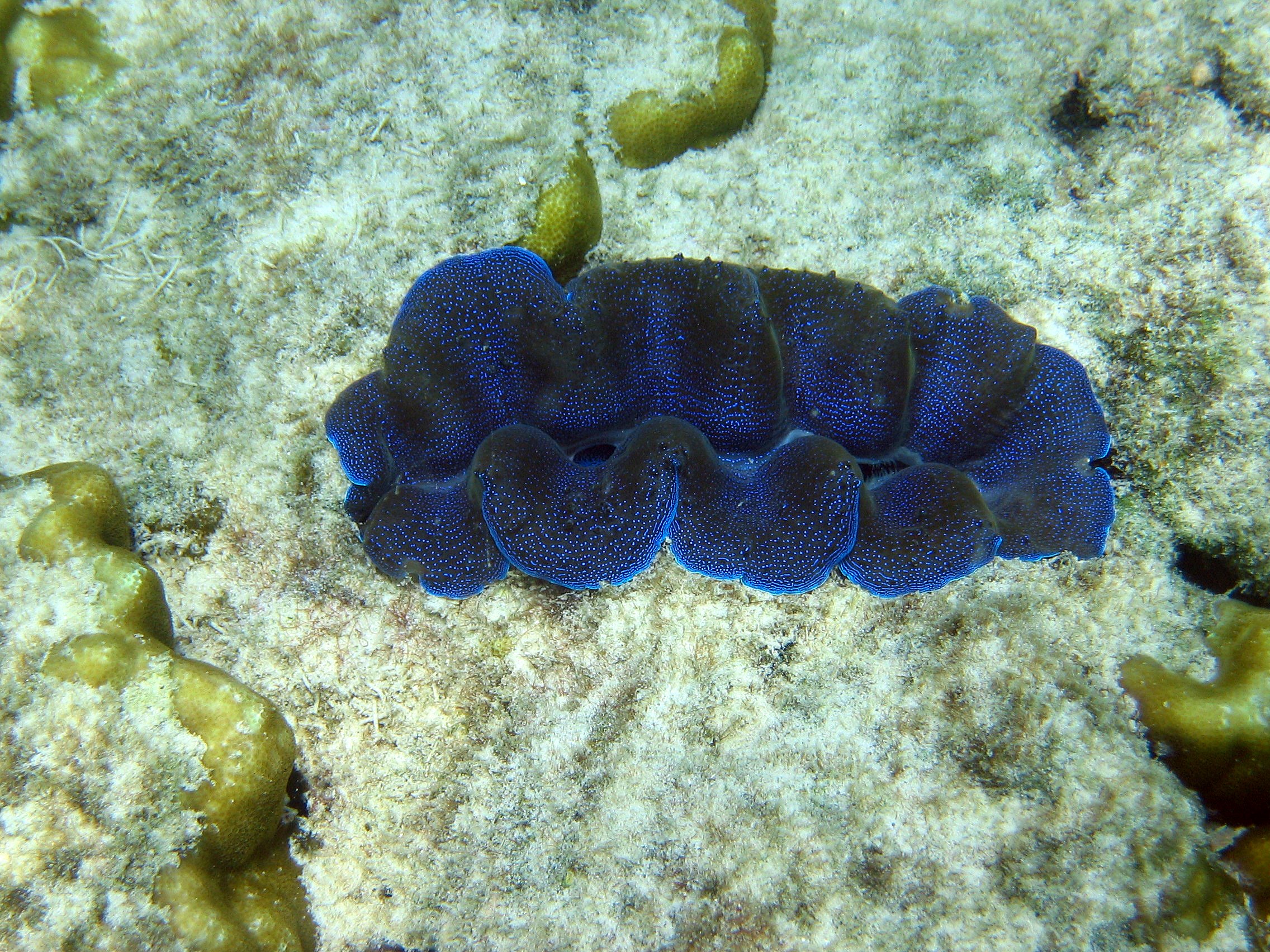 Giant Clam