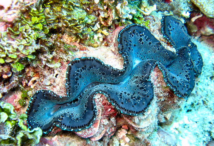 Giant Clam