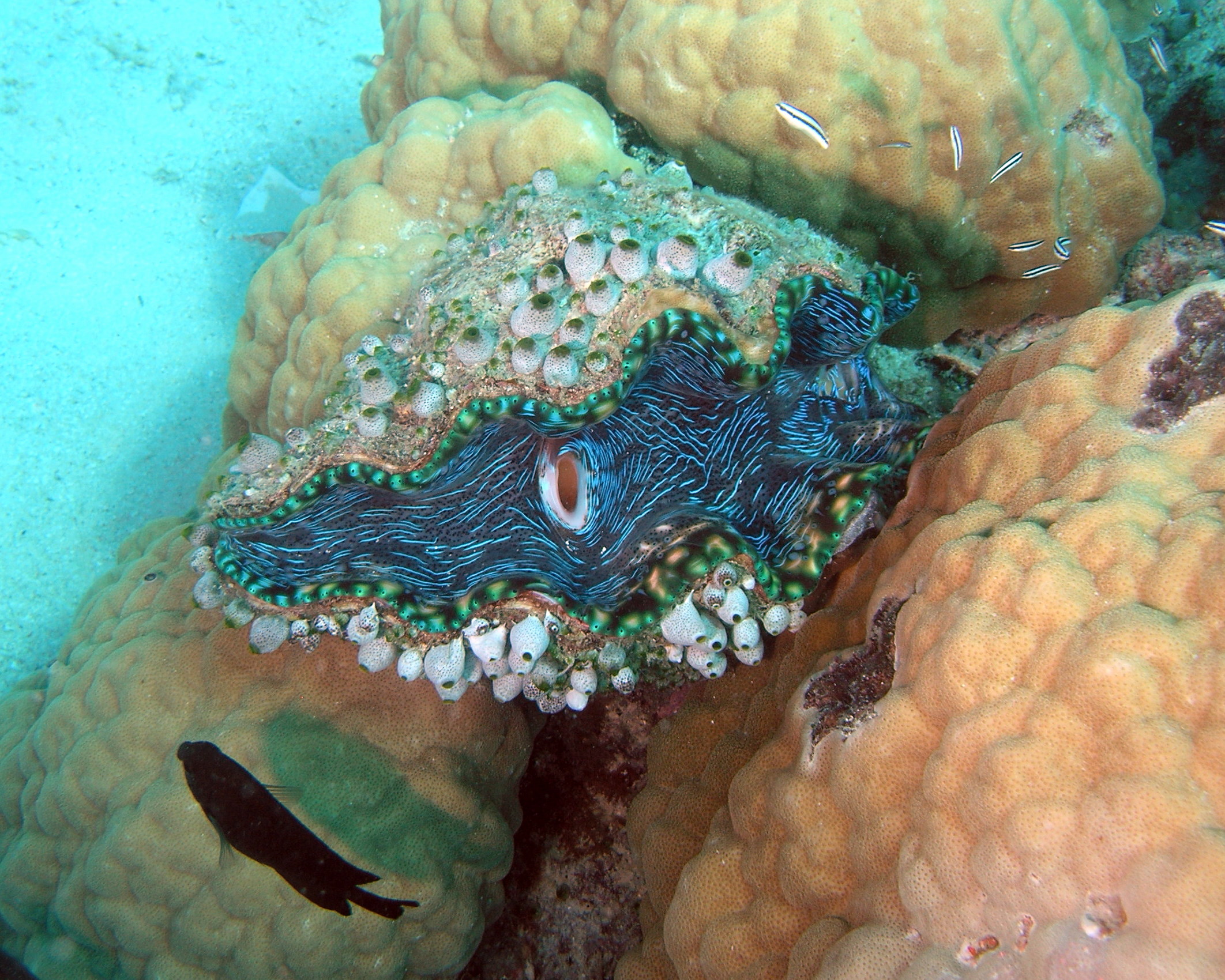 Giant Clam