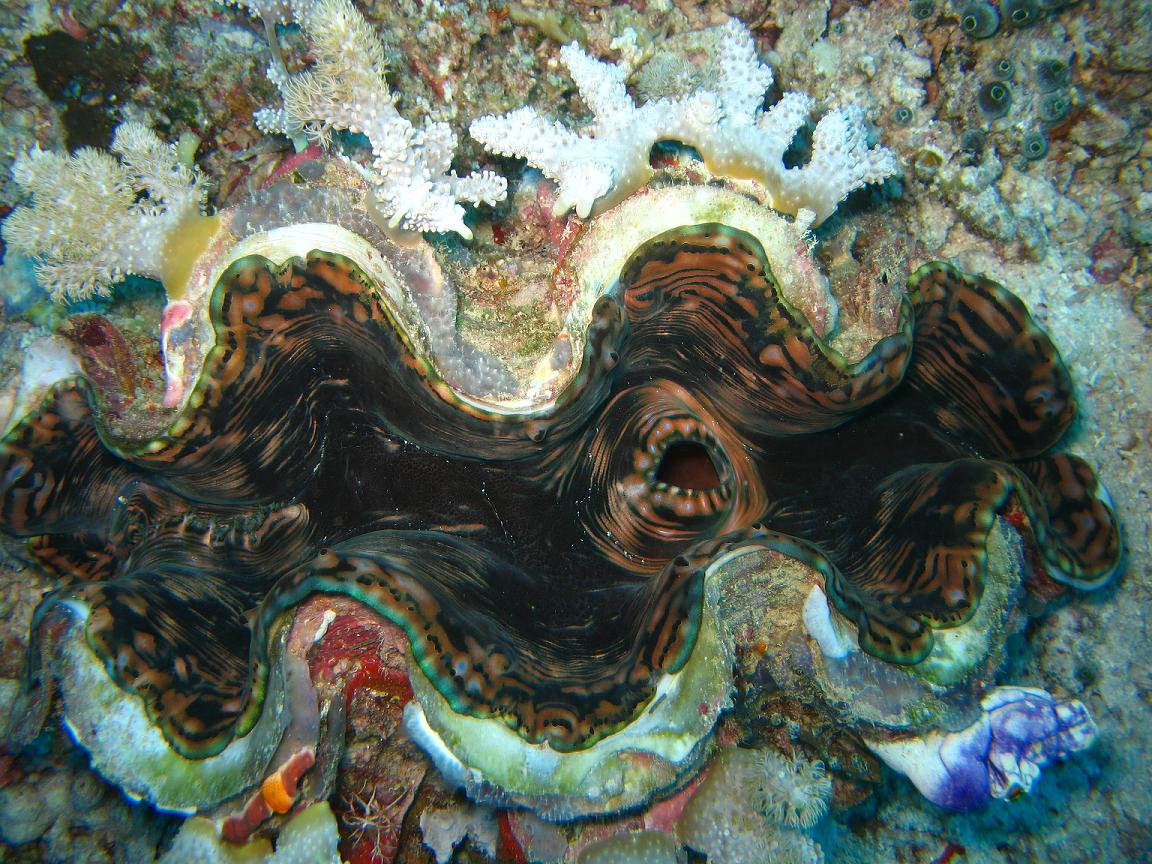 Giant Clam