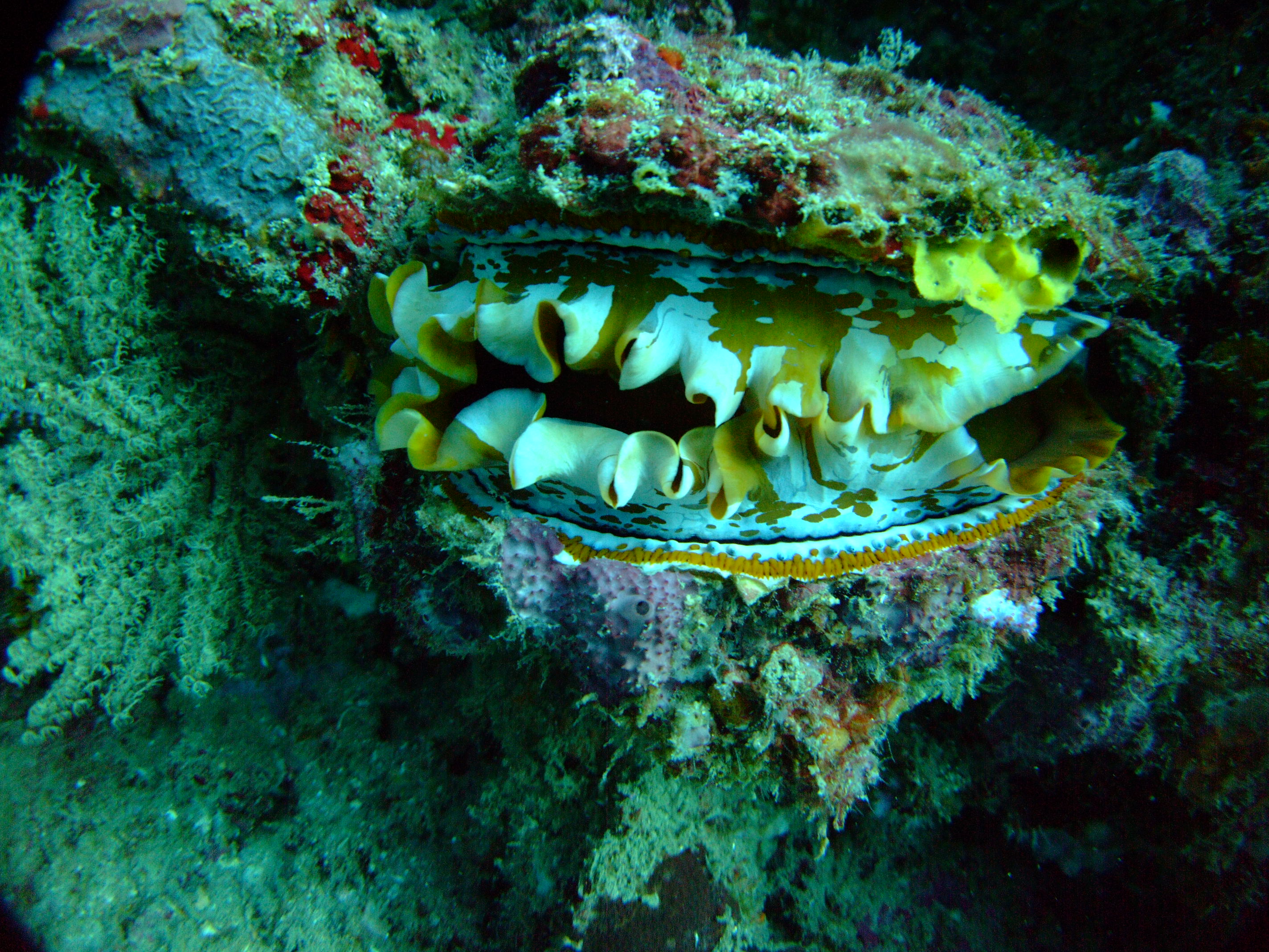 Giant Clam