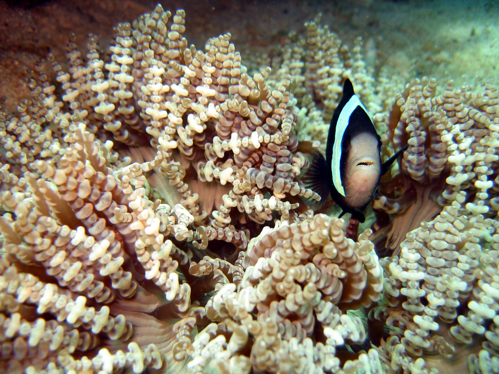 Giant Clark Clownfish