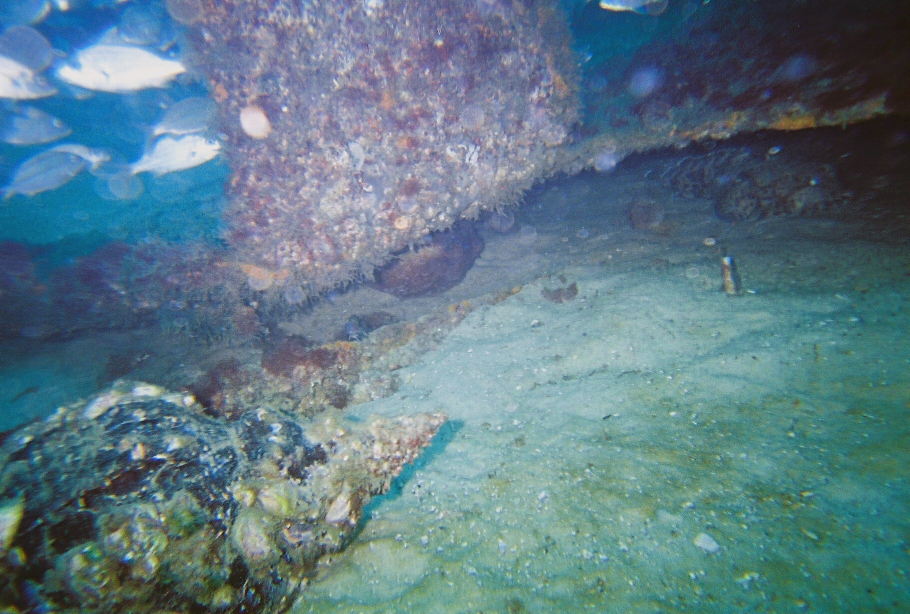 Giant Conch Shell and Octopus