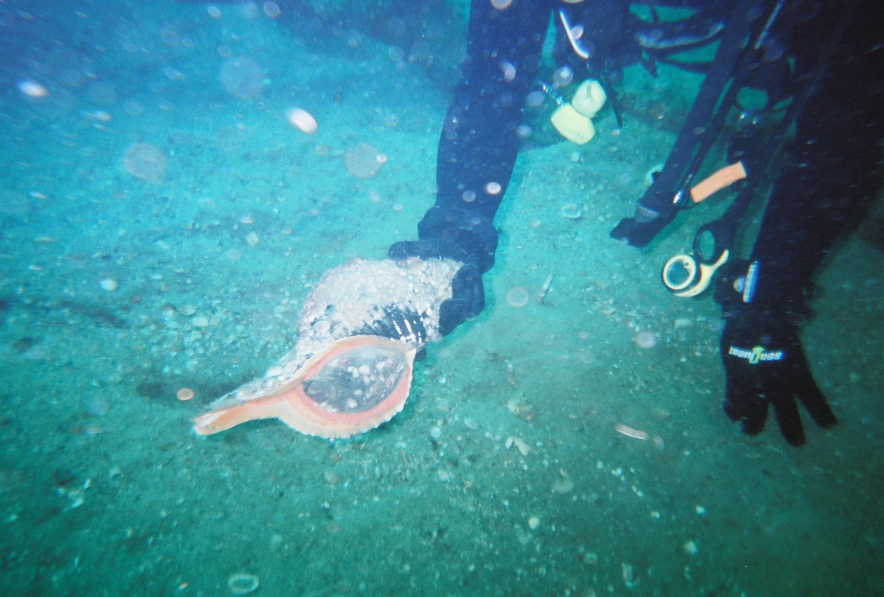 Giant Conch