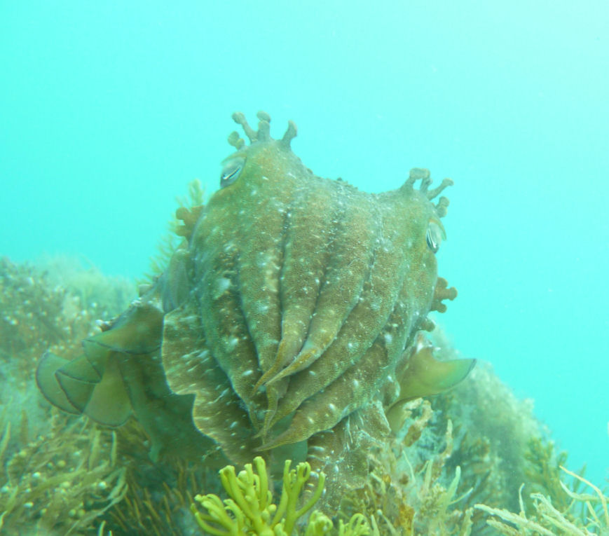 Giant cuttle (Sepia apama)