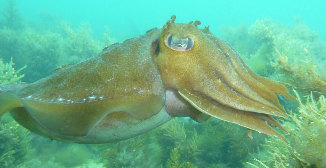 Giant cuttle (Sepia apama)