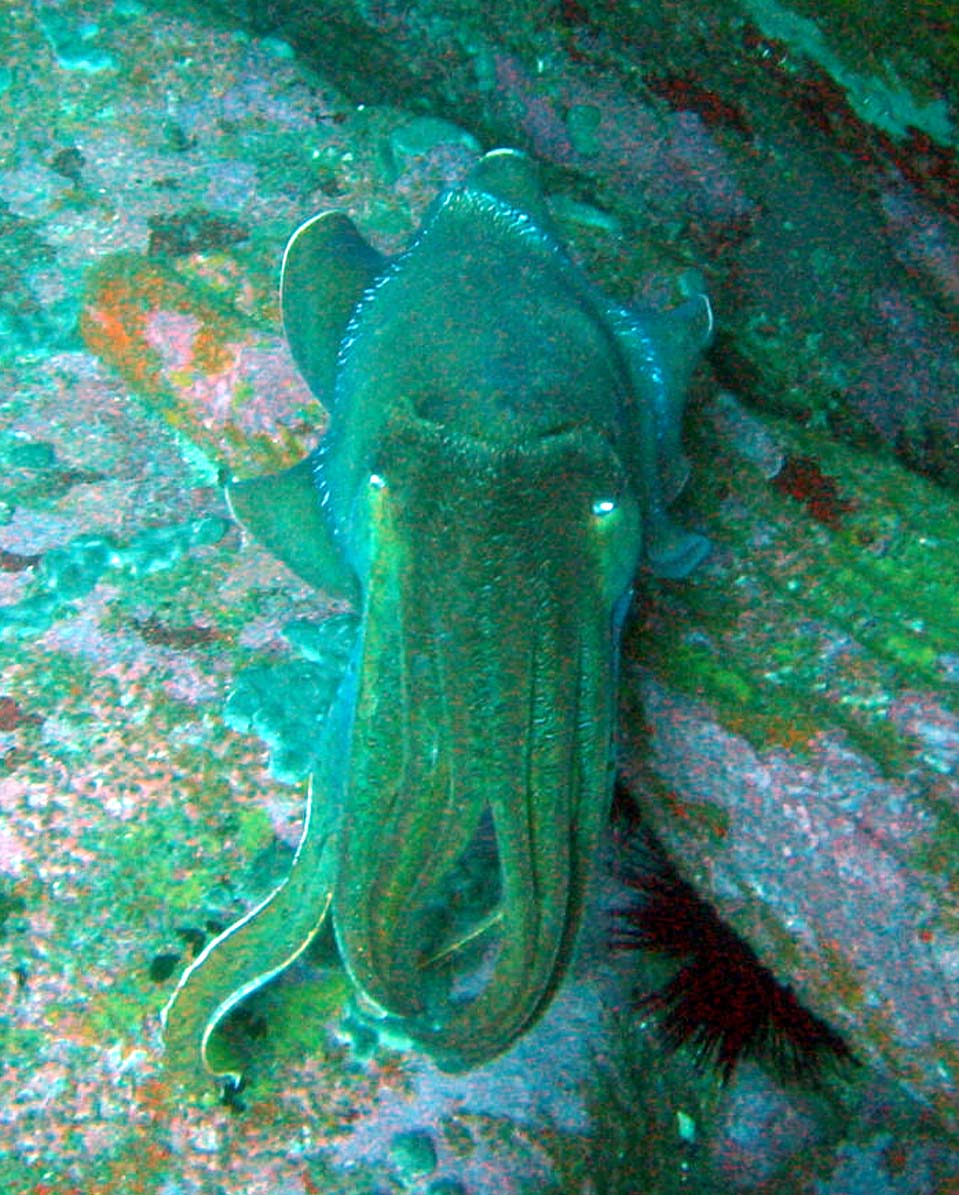 Giant Cuttlefish