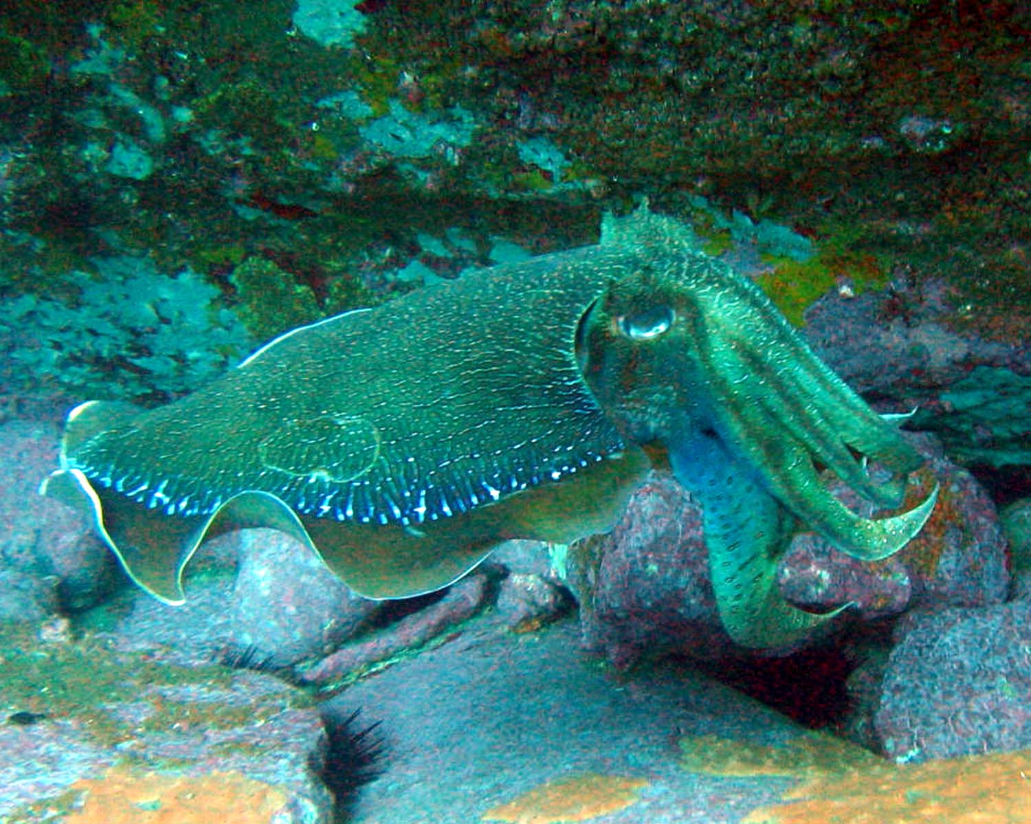 Giant Cuttlefish