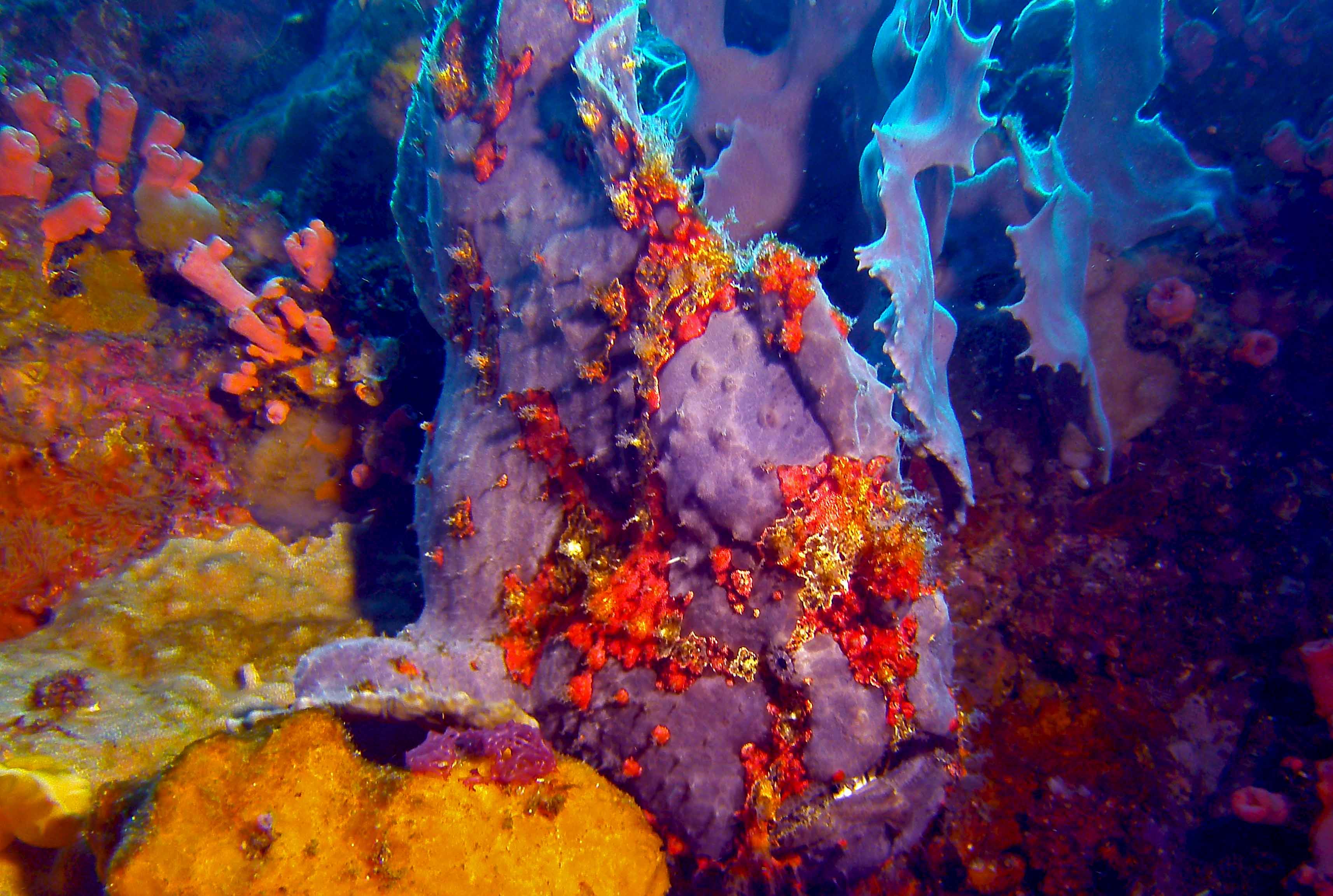 Giant Frog Fish At Pillarsteen