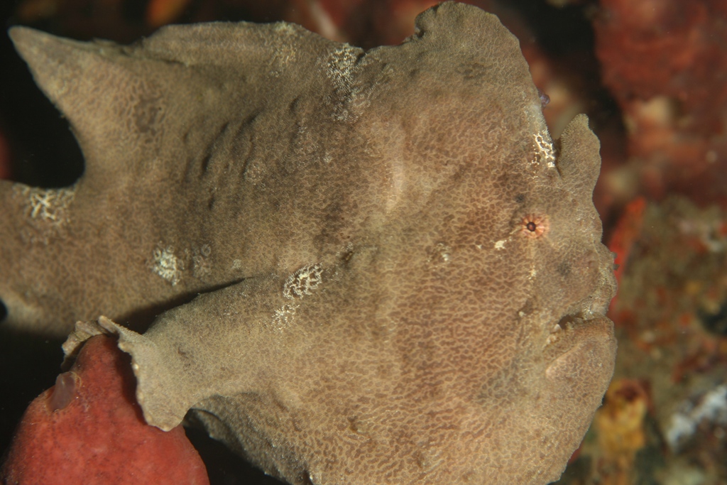 Giant Frog fish