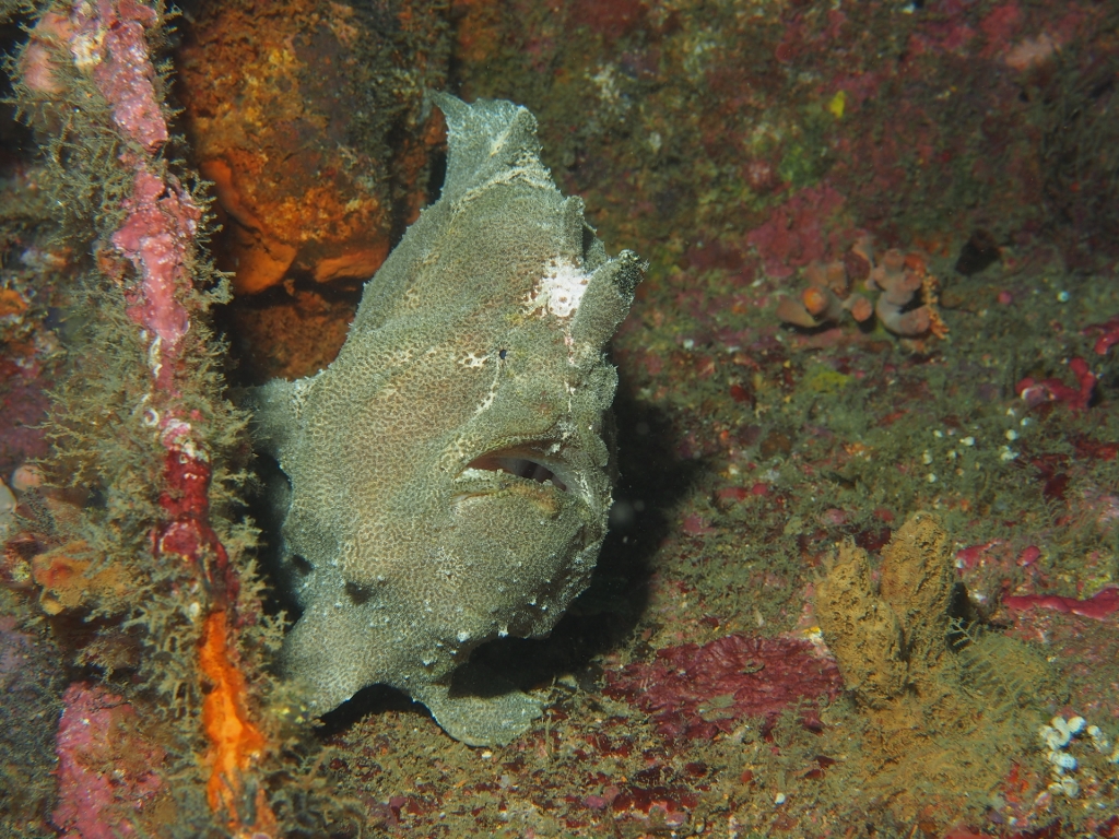 Giant Frog Fish