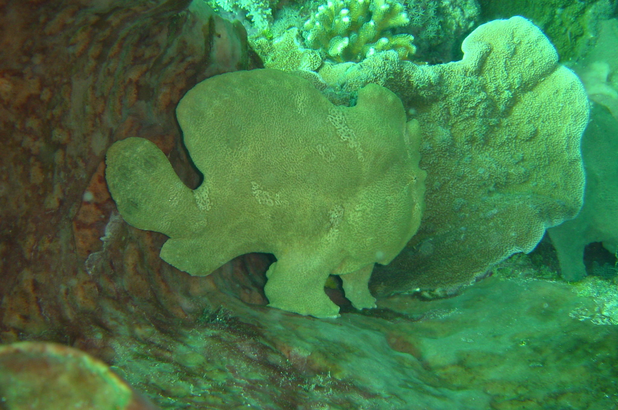 giant frogfish in sponge