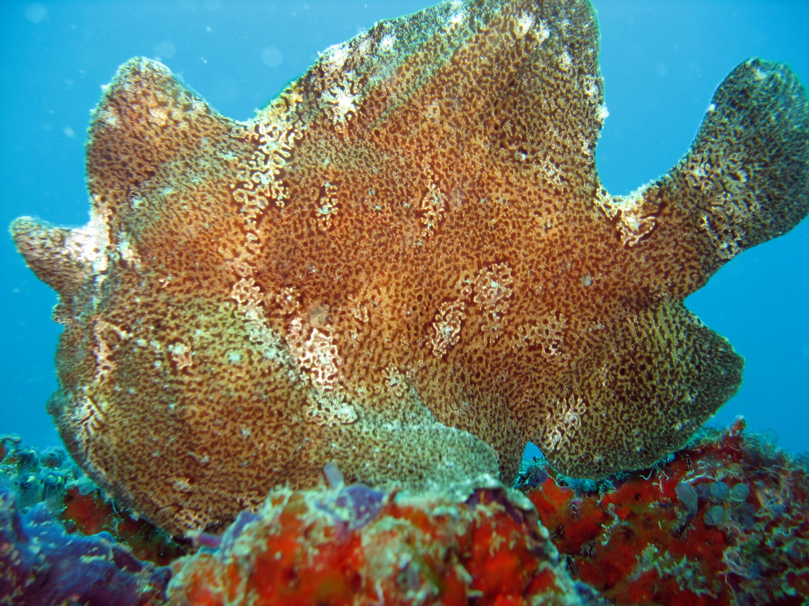 Giant Frogfish