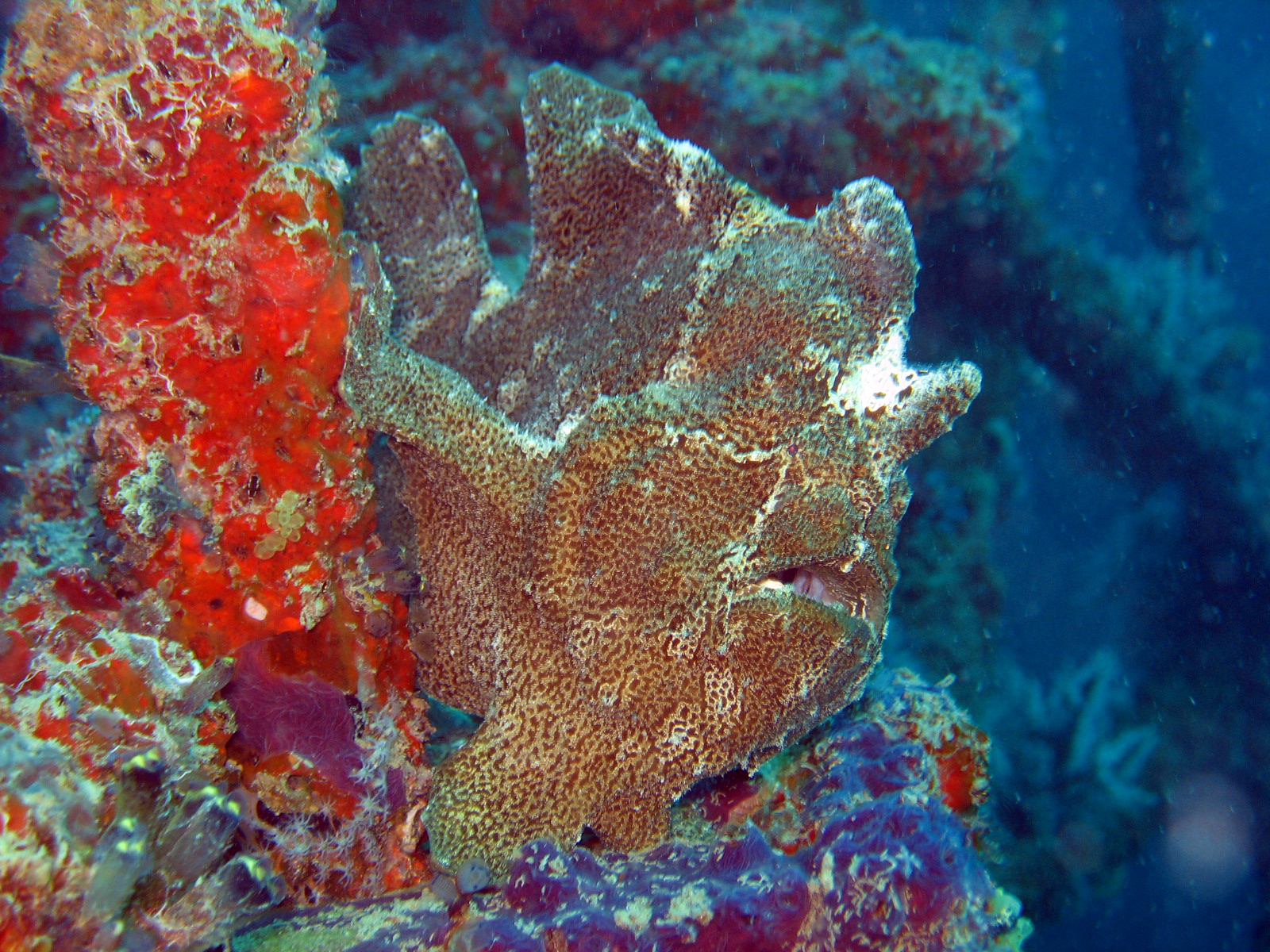 Giant Frogfish