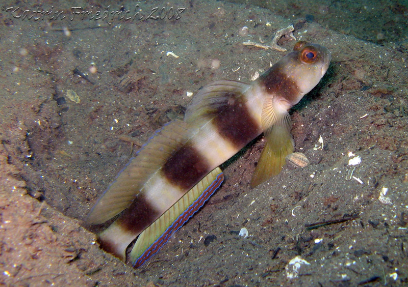 giant goby