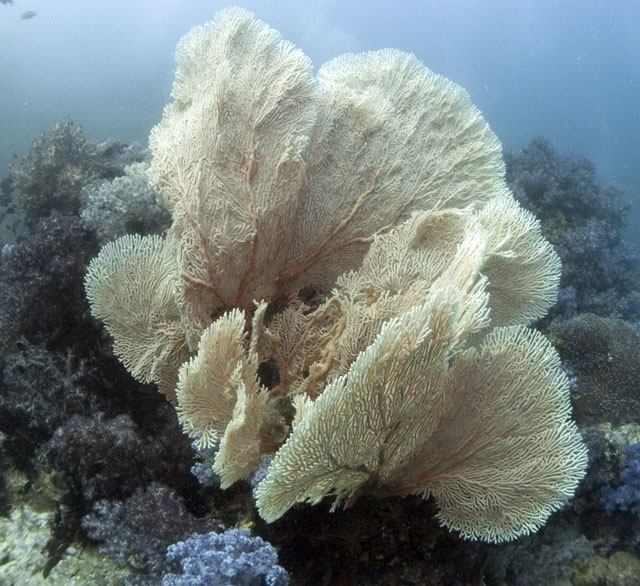 Giant-Gorgonian-Fan