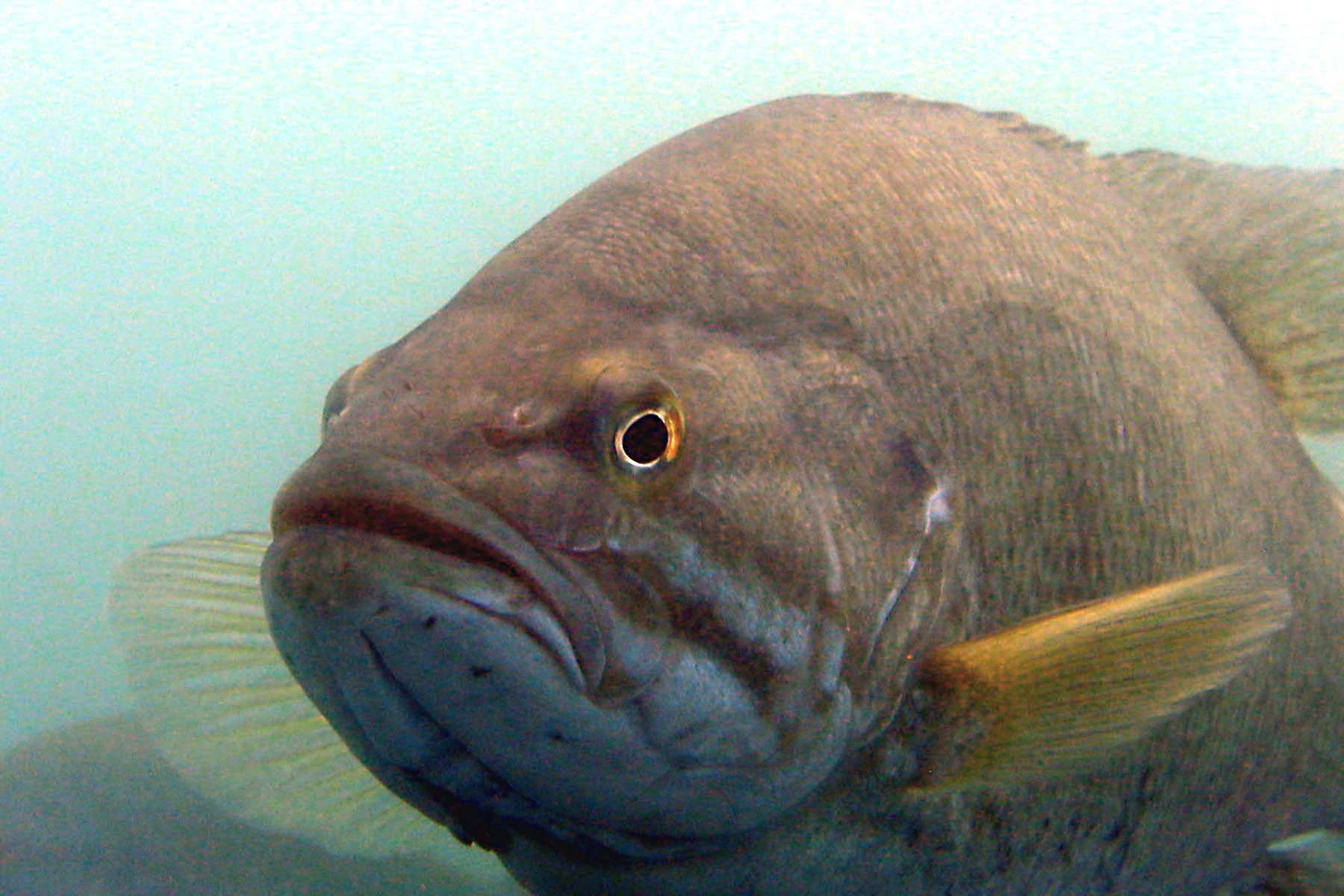 Giant Great lakes Grouper