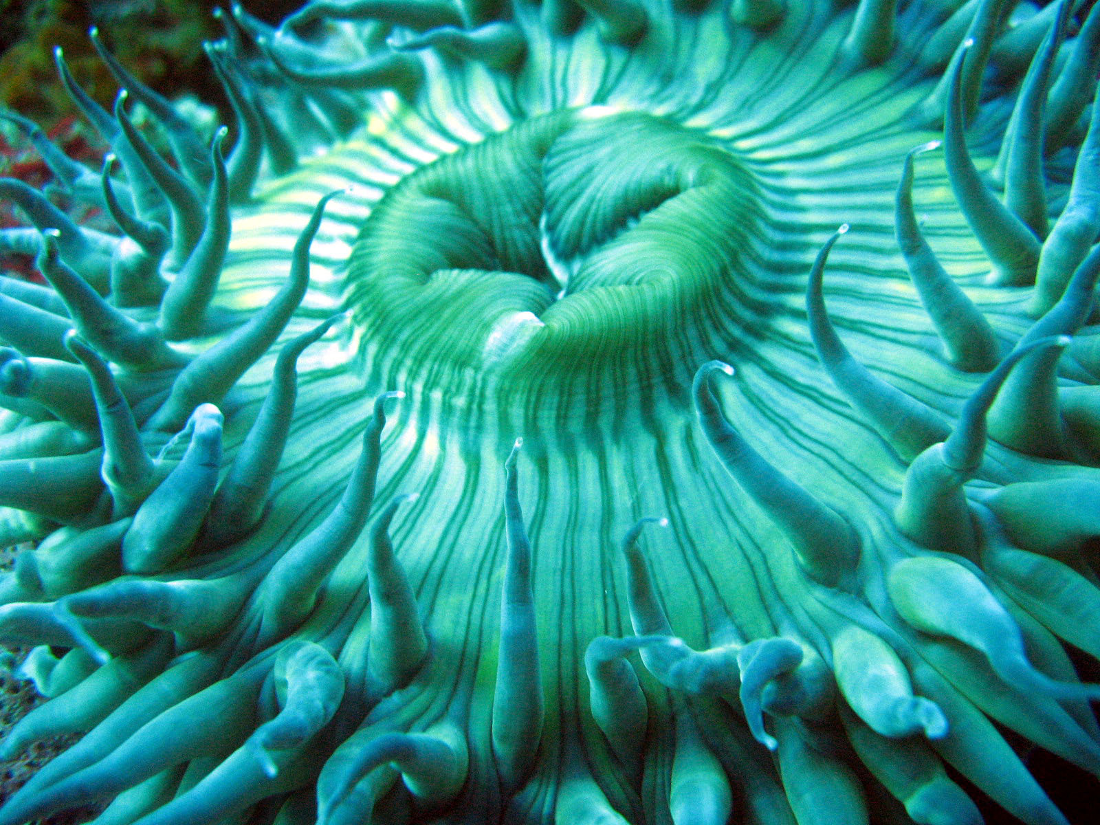 Giant Green Anemone (Anthopleura_xanthogrammica)